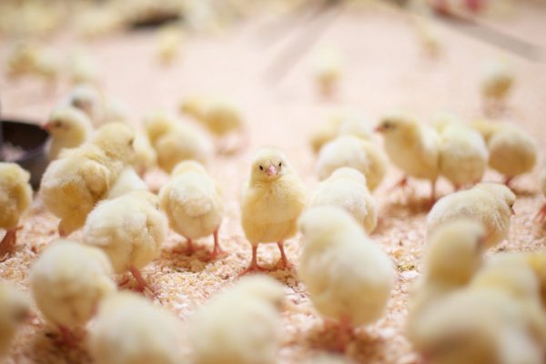 A baby chick in the middle of a crowd takes time out to pose for the camera...