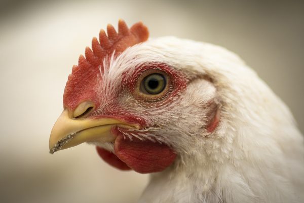 Close-up animal portrait of white hen, poultry breeding concept.