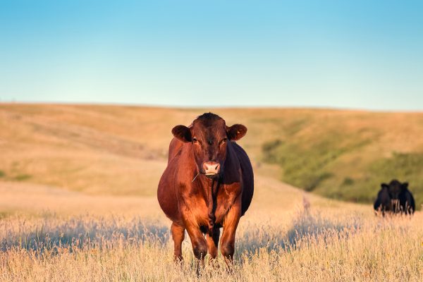 A pretty Red Angus cow standing in golden grass on a Montana ranch looking toward camera view. No people in this high resolution color photograph.